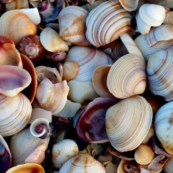 Shell
