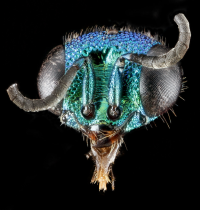 Wasp